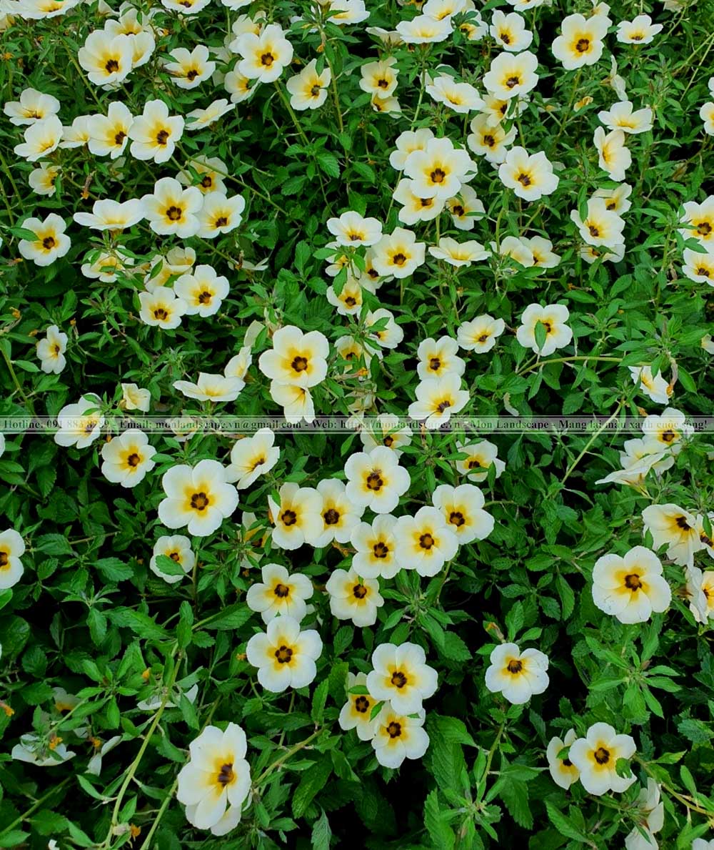 Kinh nghiệm chăm sóc cây cảnh sân vườn