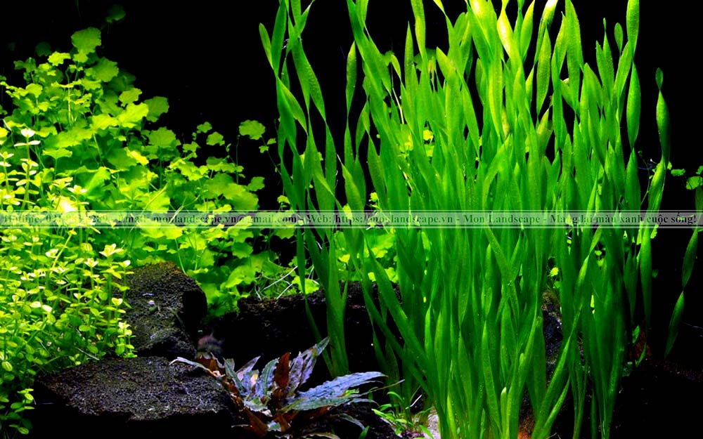 Phương pháp tạo vi sinh cho hồ cá koi